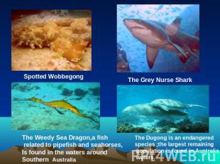 Spotted WobbegongThe Grey Nurse SharkThe Weedy Sea Dragon,a fish related to pipe