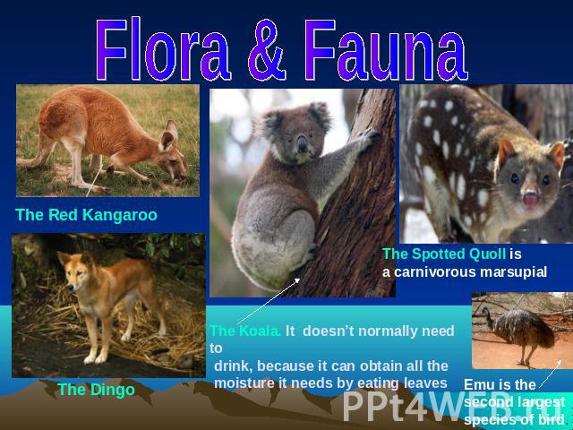 Flora & FaunaThe Red KangarooThe Spotted Quoll isa carnivorous marsupialThe Koala. It doesn’t normally need to drink, because it can obtain all the moisture it needs by eating leavesThe DingoEmu is thesecond largestspecies of bird.