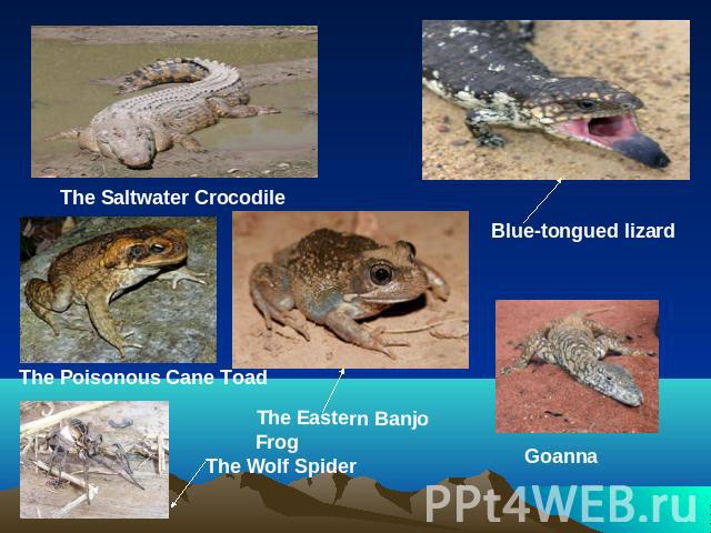 The Saltwater CrocodileBlue-tongued lizardThe Poisonous Cane ToadThe Eastern Banjo FrogThe Wolf SpiderGoanna