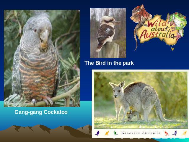 Gang-gang CockatooThe Bird in the park