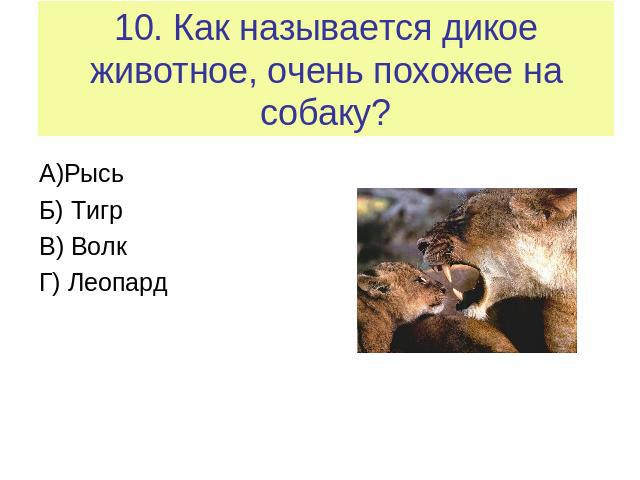10. Как называется дикое животное, очень похожее на собаку? А)РысьБ) ТигрВ) ВолкГ) Леопард