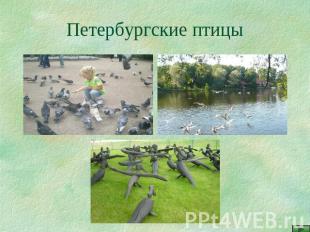 Петербургские птицы
