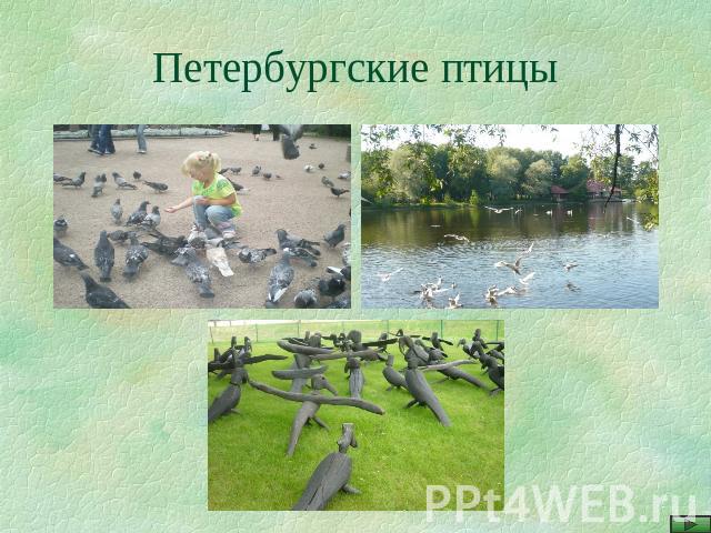 Петербургские птицы