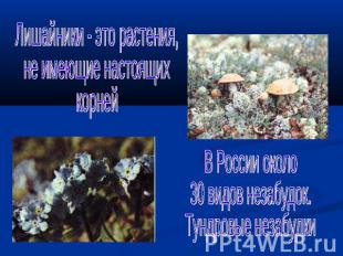Лишайники - это растения,не имеющие настоящих корнейВ России около 30 видов неза