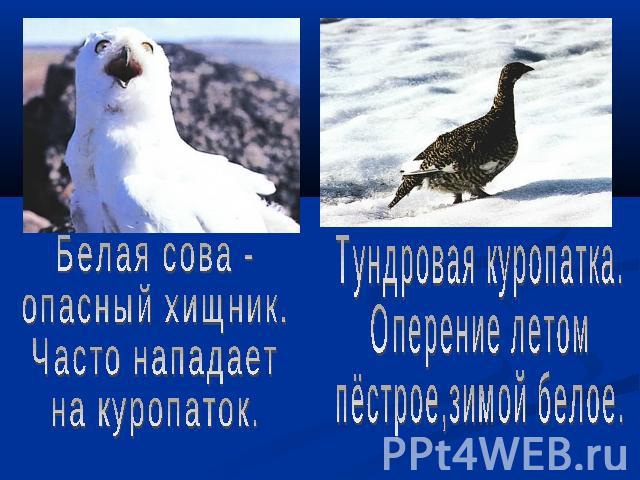 Белая сова - опасный хищник.Часто нападаетна куропаток.Тундровая куропатка.Оперение летомпёстрое,зимой белое.