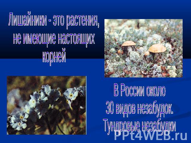 Лишайники - это растения,не имеющие настоящих корнейВ России около 30 видов незабудок.Тундровые незабудки