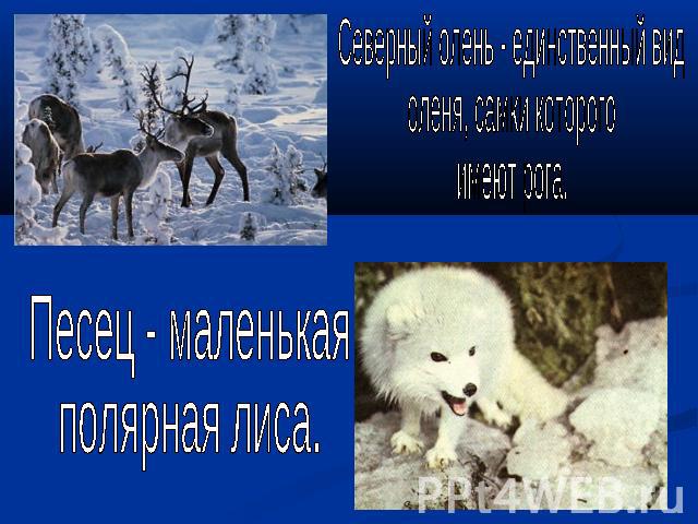 Северный олень - единственный видоленя, самки которогоимеют рога.Песец - маленькая полярная лиса.