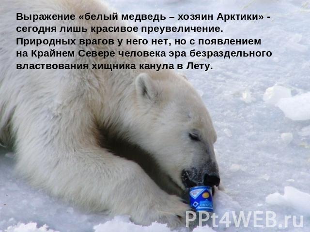 Выражение «белый медведь – хозяин Арктики» - сегодня лишь красивое преувеличение. Природных врагов у него нет, но с появлением на Крайнем Севере человека эра безраздельного властвования хищника канула в Лету.