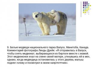 9. Белые медведи национального парка Вапуск, Манитоба, Канада.Комментарий фотогр