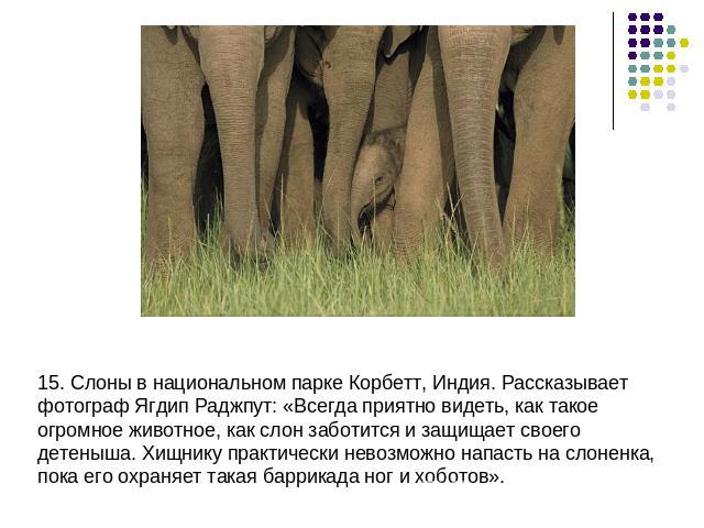 15. Слоны в национальном парке Корбетт, Индия. Рассказывает фотограф Ягдип Раджпут: «Всегда приятно видеть, как такое огромное животное, как слон заботится и защищает своего детеныша. Хищнику практически невозможно напасть на слоненка, пока его охра…