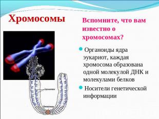 Хромосомы Вспомните, что вам известно о хромосомах?Органоиды ядра эукариот, кажд