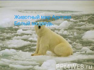 Животный мир АрктикиБелый медведь.