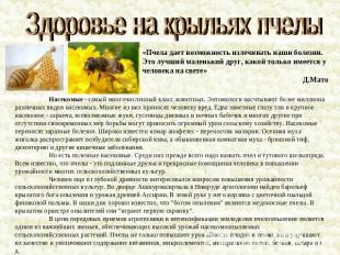 Здоровье на крыльях пчелы«Пчела дает возможность излечивать наши болезни. Это лу