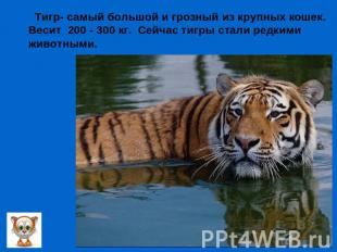 Тигр- самый большой и грозный из крупных кошек.Весит 200 - 300 кг. Сейчас тигры