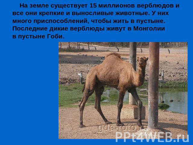 На земле существует 15 миллионов верблюдов и все они крепкие и выносливые животные. У них много приспособлений, чтобы жить в пустыне.Последние дикие верблюды живут в Монголиив пустыне Гоби.