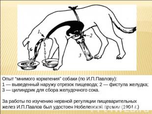 Опыт “мнимого кормления” собаки (по И.П.Павлову):1 — выведенный наружу отрезок п