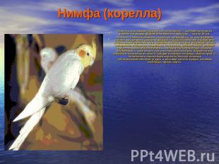 Нимфа (корелла) Корелла, или нимфа (Nymphicus hollandicus) — мелкий попугай из с
