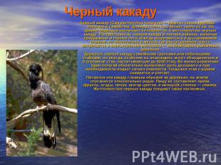 Черный какаду Черный какаду (Calyptorhynchus funereus) — один из самых крупных п