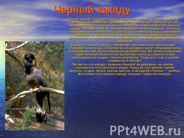 Черный какаду Черный какаду (Calyptorhynchus funereus) — один из самых крупных попугаев в семействе. Длина их тела составляет около 60 см. На уровне подвидов различают белохвостых и желтохвостых черных какаду. Распространены черные какаду в лесных р…