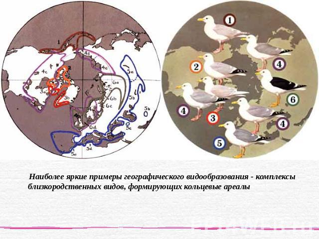 Наиболее яркие примеры географического видообразования - комплексы близкородственных видов, формирующих кольцевые ареалы