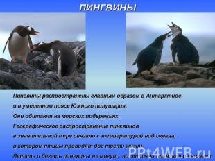 ПИНГВИНЫПингвины распространены главным образом в Антарктидеи в умеренном поясе