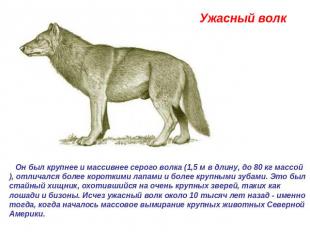 Ужасный волк  Он был крупнее и массивнее серого волка (1,5 м в длину, до 80 кг м