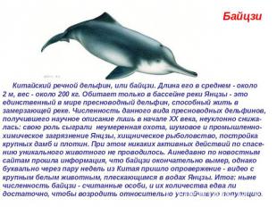 Байцзи  Китайский речной дельфин, или байцзи. Длина его в среднем - около 2 м, в