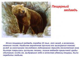 Пещерный медведь  Исчез пещерный медведь порядка 10 тыс. лет назад, а возможно,