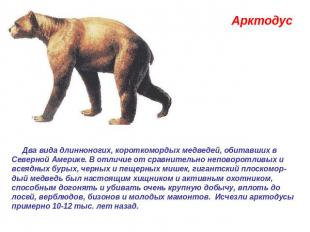 Арктодус  Два вида длинноногих, короткомордых медведей, обитавших в Северной Аме