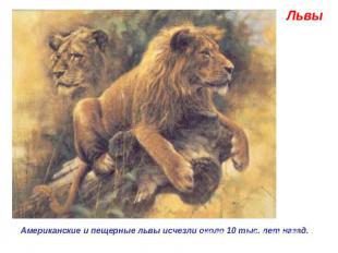 ЛьвыАмериканские и пещерные львы исчезли около 10 тыс. лет назад. .