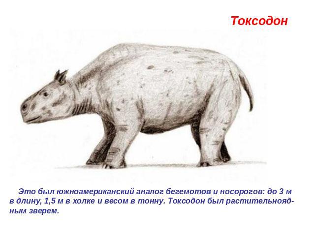 Токсодон Это был южноамериканский аналог бегемотов и носорогов: до 3 м в длину, 1,5 м в холке и весом в тонну. Токсодон был растительнояд-ным зверем.
