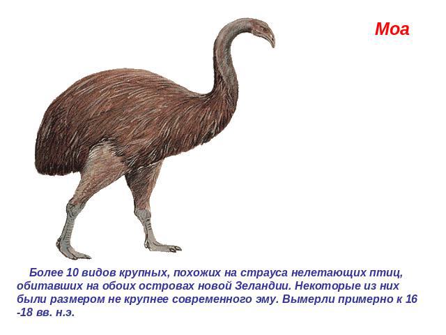 Моа  Более 10 видов крупных, похожих на страуса нелетающих птиц, обитавших на обоих островах новой Зеландии. Некоторые из них были размером не крупнее современного эму. Вымерли примерно к 16 -18 вв. н.э. 