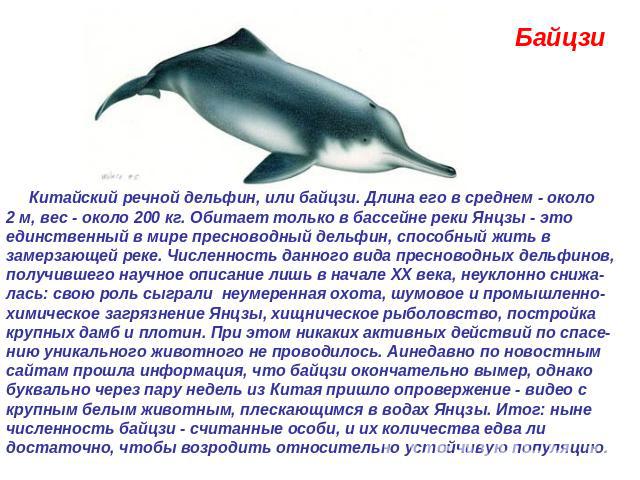 Байцзи  Китайский речной дельфин, или байцзи. Длина его в среднем - около 2 м, вес - около 200 кг. Обитает только в бассейне реки Янцзы - это единственный в мире пресноводный дельфин, способный жить в замерзающей реке. Численность данного вида пресн…