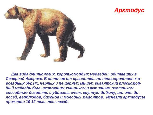 Арктодус  Два вида длинноногих, короткомордых медведей, обитавших в Северной Америке. В отличие от сравнительно неповоротливых и всеядных бурых, черных и пещерных мишек, гигантский плоскомор-дый медведь был настоящим хищником и активным охотником, с…