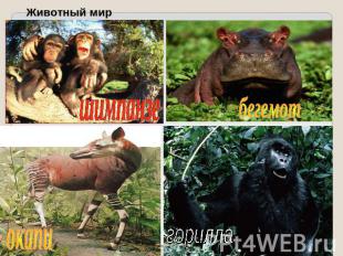Животный мир шимпанзебегемотокапигорилла