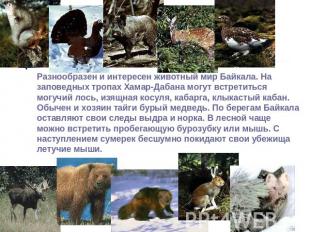Разнообразен и интересен животный мир Байкала. На заповедных тропах Хамар-Дабана