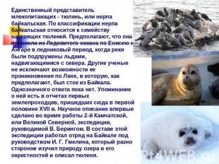 Единственный представитель млекопитающих - тюлень, или нерпа байкальская. По кла