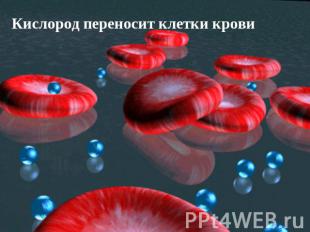 Кислород переносит клетки крови