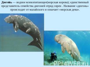 Дюгонь — водное млекопитающее(морская корова); единственный представитель семейс