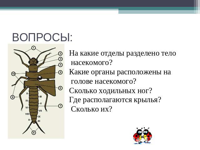 ВОПРОСЫ: На какие отделы разделено тело насекомого?Какие органы расположены на голове насекомого?Сколько ходильных ног?Где располагаются крылья? Сколько их?