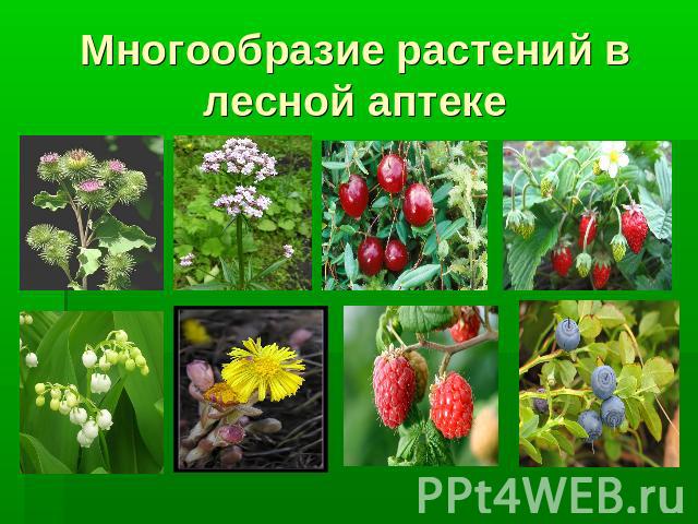 Многообразие растений в лесной аптеке