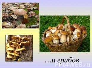 …и грибов