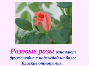 Розовые розы означают дружелюбие с надеждой на более близкие отношения.
