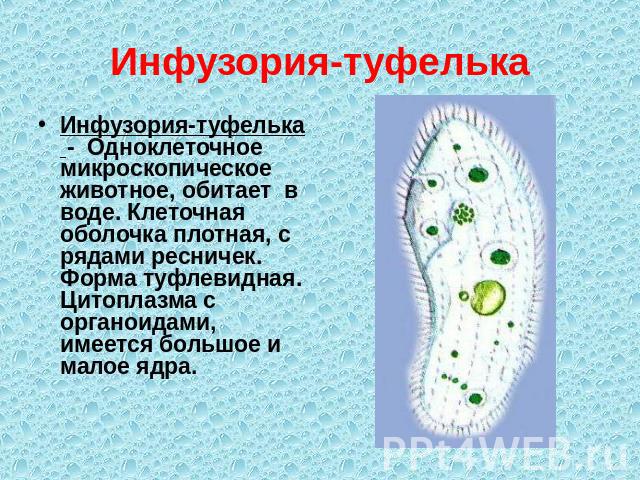 Инфузория-туфелька Инфузория-туфелька - Одноклеточное микроскопическое животное, обитает в воде. Клеточная оболочка плотная, с рядами ресничек. Форма туфлевидная. Цитоплазма с органоидами, имеется большое и малое ядра.