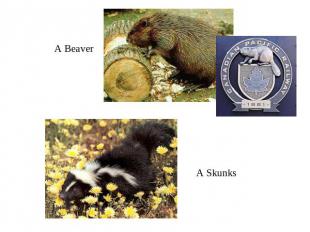 A BeaverA Skunks