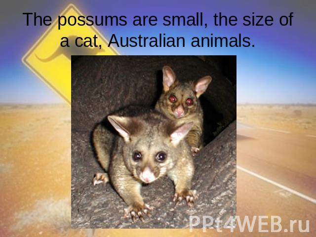 The possums are small, the size of a cat, Australian animals.