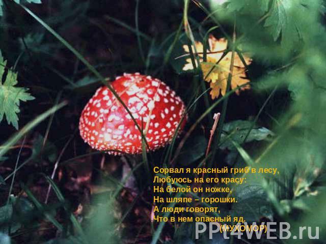 Сорвал я красный гриб в лесу,Любуюсь на его красу:На белой он ножке,На шляпе – горошки.А люди говорят,Что в нем опасный яд. (МУХОМОР)