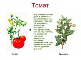 Томат Выращивали томаты дома, в цветочных горшках (Германия), в беседках (Франци