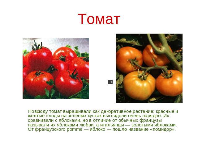 Томат Повсюду томат выращивали как декоративное растение: красные и желтые плоды на зеленых кустах выглядели очень нарядно. Их сравнивали с яблоками, но в отличие от обычных французы называли их яблоками любви, а итальянцы — золотыми яблоками. От фр…