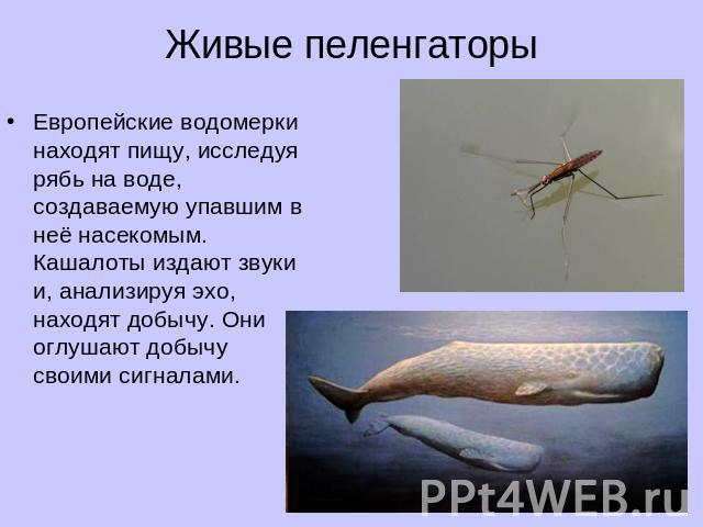 Живые пеленгаторы Европейские водомерки находят пищу, исследуя рябь на воде, создаваемую упавшим в неё насекомым. Кашалоты издают звуки и, анализируя эхо, находят добычу. Они оглушают добычу своими сигналами.